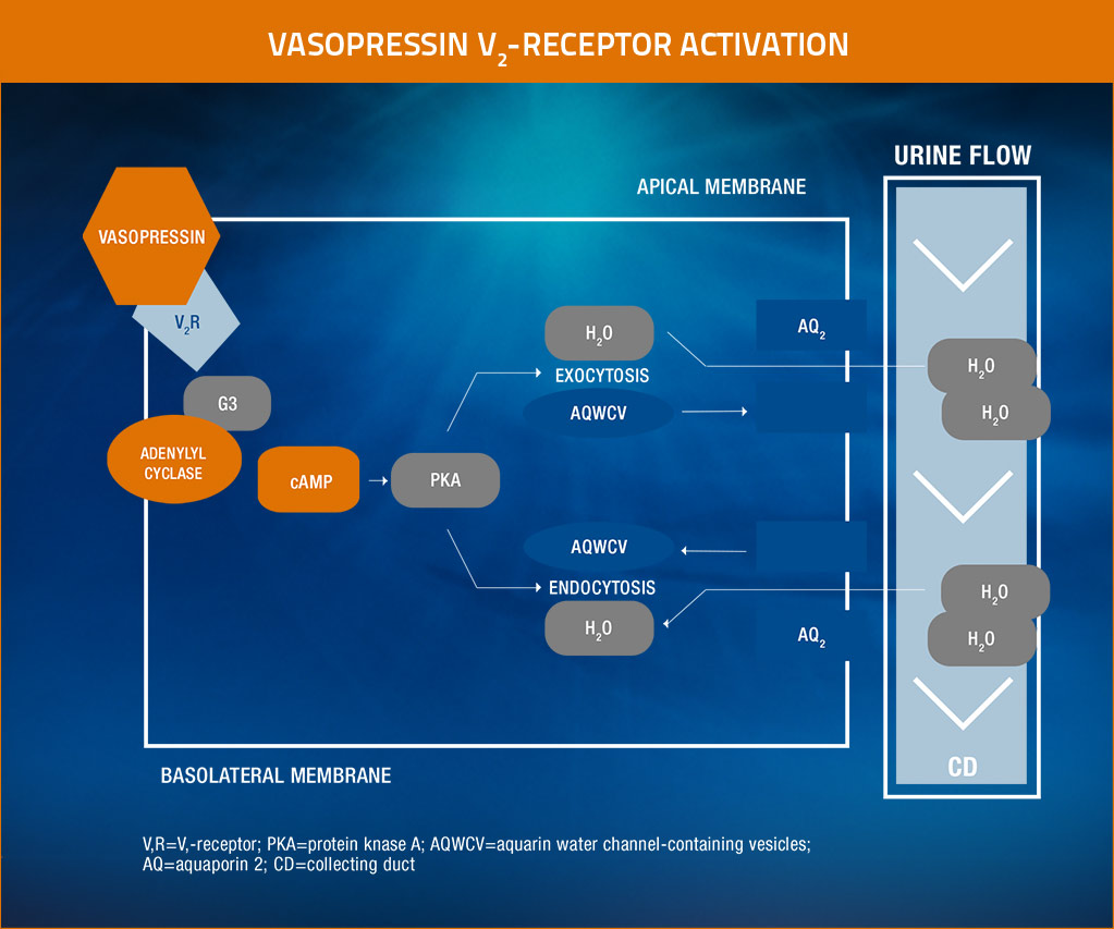Vasopressin V2 Receptor Activation